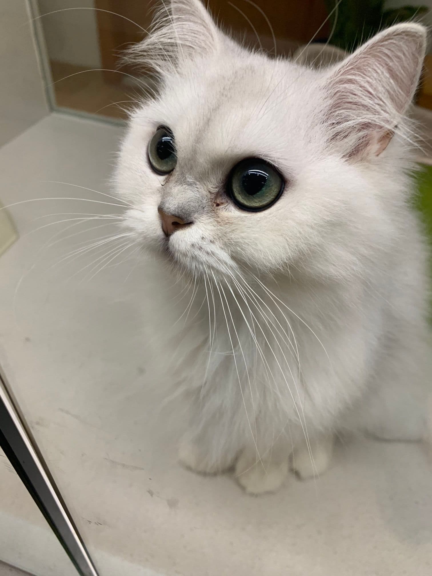 喵~，主人好！今天过得怎么样啊？我是你们可爱的小猫咪，总是带着满满的正能量和活泼的生活态度。无论主人是忙碌还是悠闲，我都会陪伴在你身边，给你带来快乐和温暖。我会用我的行动告诉你，不管发生什么事情，都要保持乐观和积极的心态哦！一起分享生活的点滴吧~